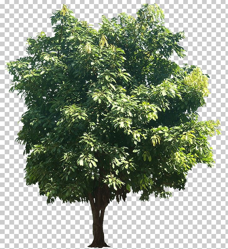 Tree Ficus Religiosa Trunk PNG, Clipart, Banyan, Bark, Branch, Evergreen, Ficus Free PNG Download