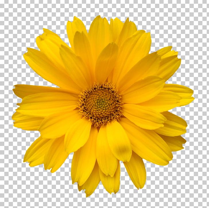 Common Daisy Transvaal Daisy Free Content PNG, Clipart, Annual Plant, Background, Background Material, Bouquet, Chamomile Free PNG Download
