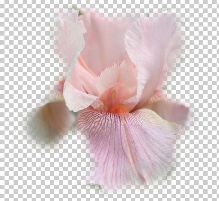 Irises Iris Croatica Moth Orchids Pink Close-up PNG, Clipart, Closeup, Facial Redness, Flower, Flowering Plant, Iris Free PNG Download