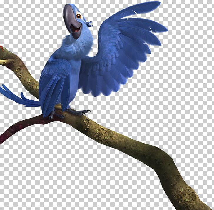 Jewel Blu Nigel Linda Rio PNG, Clipart, Beak, Bird, Blu, Cartoon, Character Free PNG Download