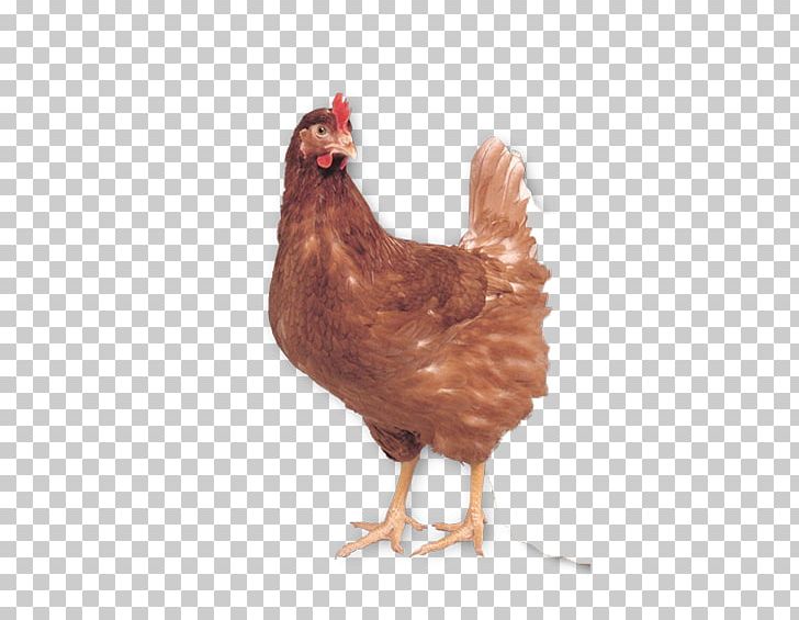Rooster Lohmann Brown Poule Pondeuse Poultry Poule Rousse PNG, Clipart, Beak, Bird, Chicken, Chicken As Food, Daftar Jenis Ayam Free PNG Download