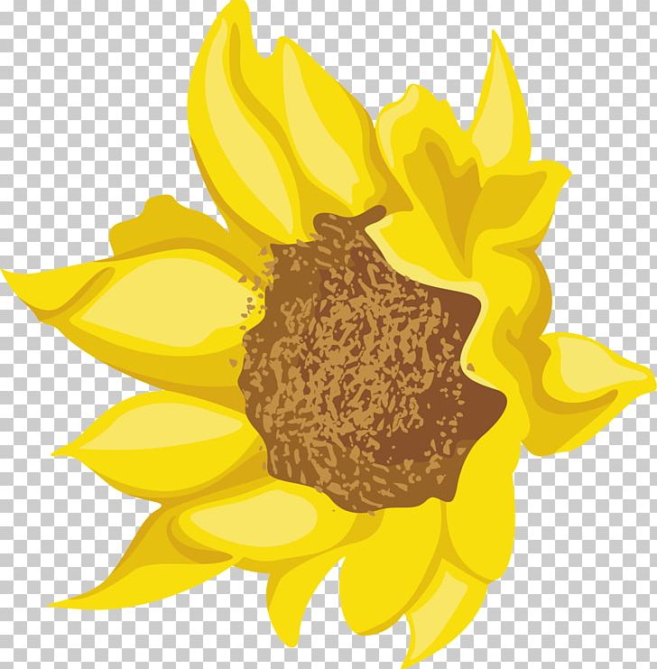 Sunflower Seed Daisy Family Dahlia Cut Flowers PNG, Clipart, Common Daisy, Cut Flowers, Dahlia, Daisy Family, Family Free PNG Download