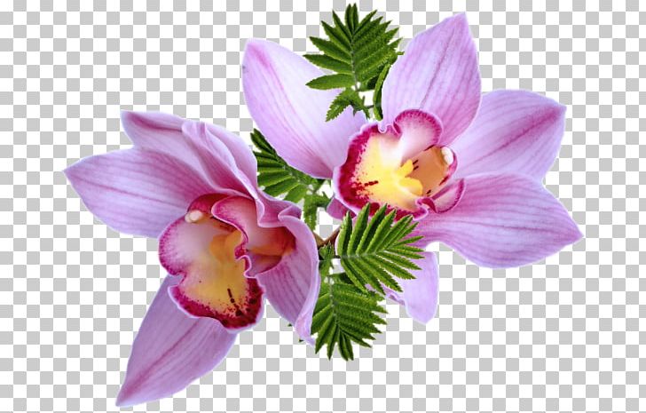 Portable Network Graphics Flower Bouquet Adobe Photoshop PNG, Clipart, Alstroemeriaceae, Animation, Cattleya, Computer Animation, Cut Flowers Free PNG Download