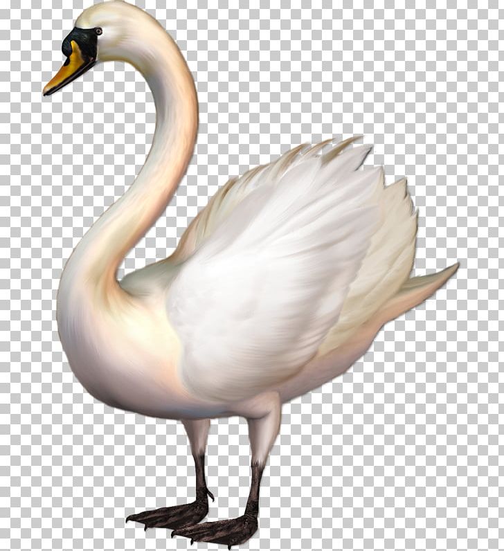 Whooper Swan Bird Tundra Swan PNG, Clipart, Animals, Bird, Cygnini, Ducks Geese And Swans, Fauna Free PNG Download