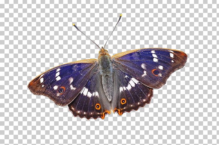 Brush-footed Butterflies Gossamer-winged Butterflies Butterflies And Moths Butterfly PNG, Clipart, Arthropod, Brush Footed Butterflies, Brush Footed Butterfly, Butterflies And Moths, Butterfly Free PNG Download