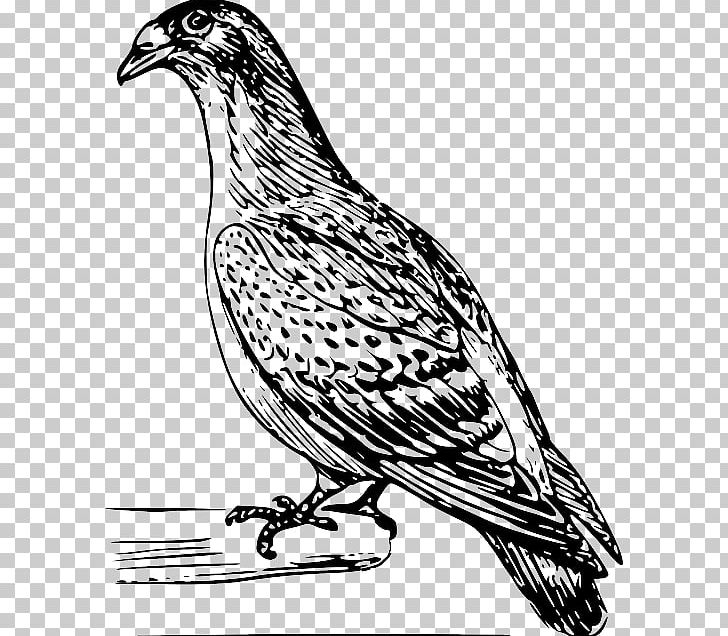Columbidae Domestic Pigeon Drawing PNG, Clipart, Art, Artwork, Beak, Bird, Bird Of Prey Free PNG Download