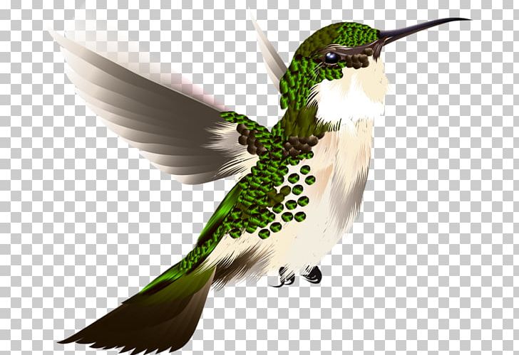 Hummingbird PNG, Clipart, Beak, Bird, Can Stock Photo, Canvas Print, Fauna Free PNG Download