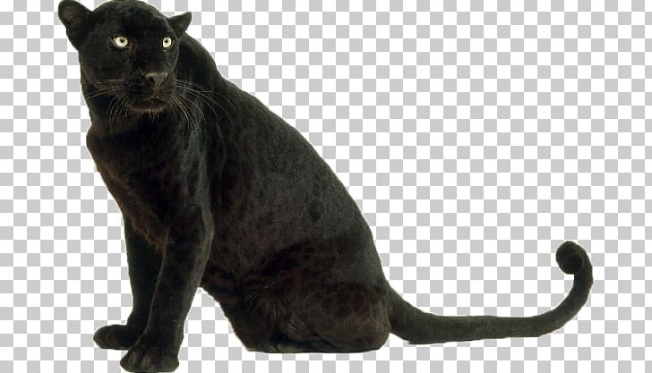 Leopard Panther Jaguar Cat Tiger PNG, Clipart, Animal, Animals, Big Cats, Black, Black Cat Free PNG Download