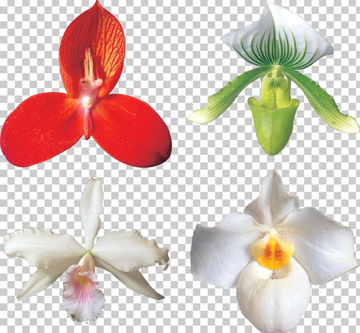Moth Orchids Cut Flowers Cattleya Orchids PNG, Clipart, Autumn, Cattleya, Cattleya Orchids, Clothing, Cut Flowers Free PNG Download
