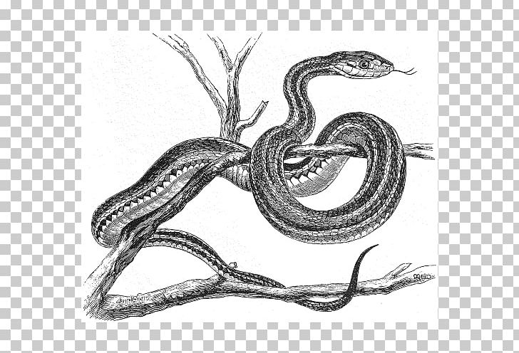Serpent Vipers Snakes /m/02csf Drawing PNG, Clipart, Animated, Animated Snake, Animation, Black And White, Disease Free PNG Download