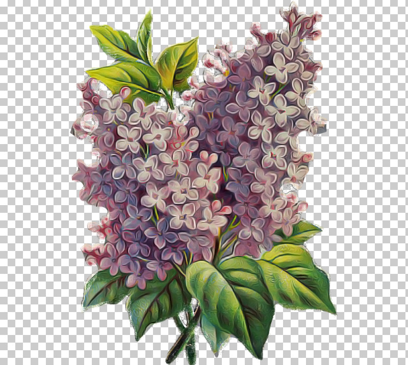 Flower Lilac Plant Lilac Lilac PNG, Clipart, Anthurium, Daphne, Flower, Hydrangea, Lilac Free PNG Download