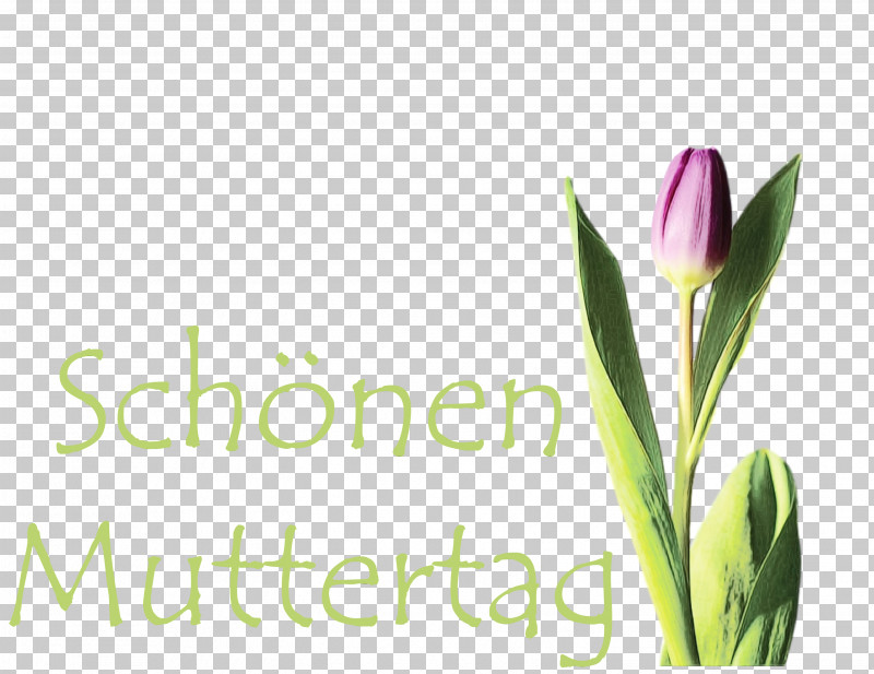 Lavender PNG, Clipart,  Free PNG Download