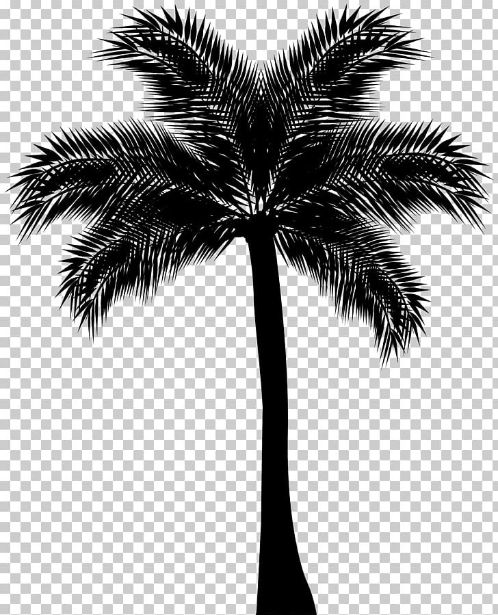 Asian Palmyra Palm Arecaceae Silhouette PNG, Clipart, Arecaceae, Arecales, Asian Palmyra Palm, Black And White, Borassus Flabellifer Free PNG Download