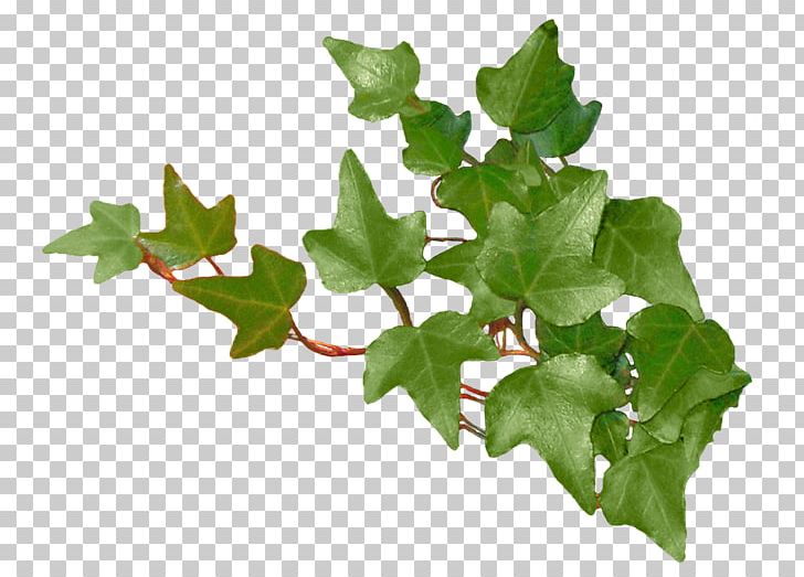 Green PNG, Clipart, Blog, Branch, Flowerpot, Flowers, Green Free PNG Download