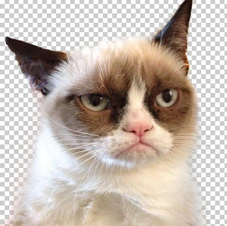 Grumpy Cat Snowshoe Cat Aegean Cat Ragamuffin Cat Felidae PNG, Clipart, American Wirehair, Cat, Cat Like Mammal, Cats And The Internet, Domestic Short Haired Cat Free PNG Download