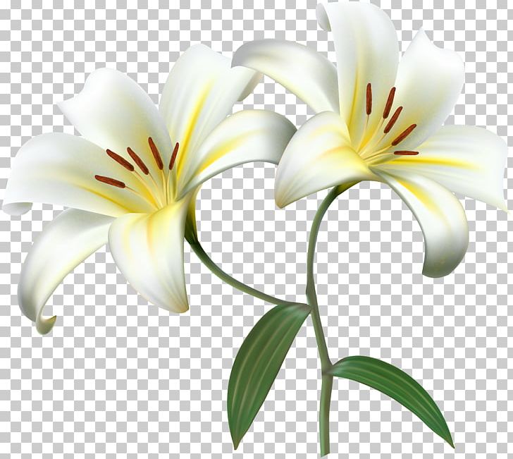 Lilium PNG, Clipart, Daylily, Desktop Wallpaper, Encapsulated Postscript, Flower, Flowering Plant Free PNG Download