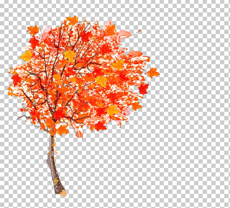 Orange PNG, Clipart, Autumn, Branch, Flower, Leaf, Maple Free PNG Download