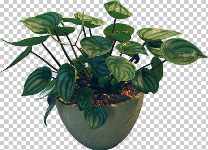 Bonsai Plant Flowerpot Leaf PNG, Clipart, Bonsai, Flower, Flowerpot, Garden, Green Free PNG Download