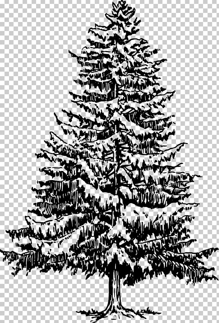 Eastern White Pine Tree Drawing PNG, Clipart, Black And White, Black Pine, Branch, Christmas Decoration, Christmas Ornament Free PNG Download