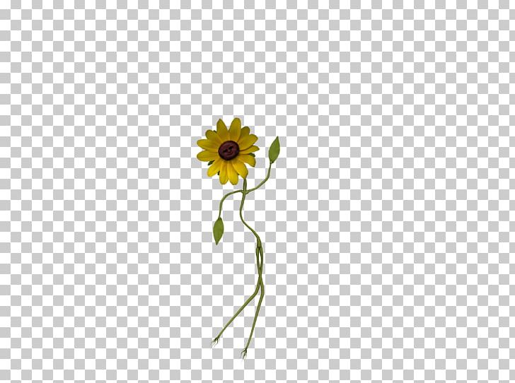 Common Sunflower Daisy Family Sunflower Seed Cut Flowers PNG, Clipart, Common Daisy, Common Sunflower, Cut Flowers, Daisy, Daisy Family Free PNG Download