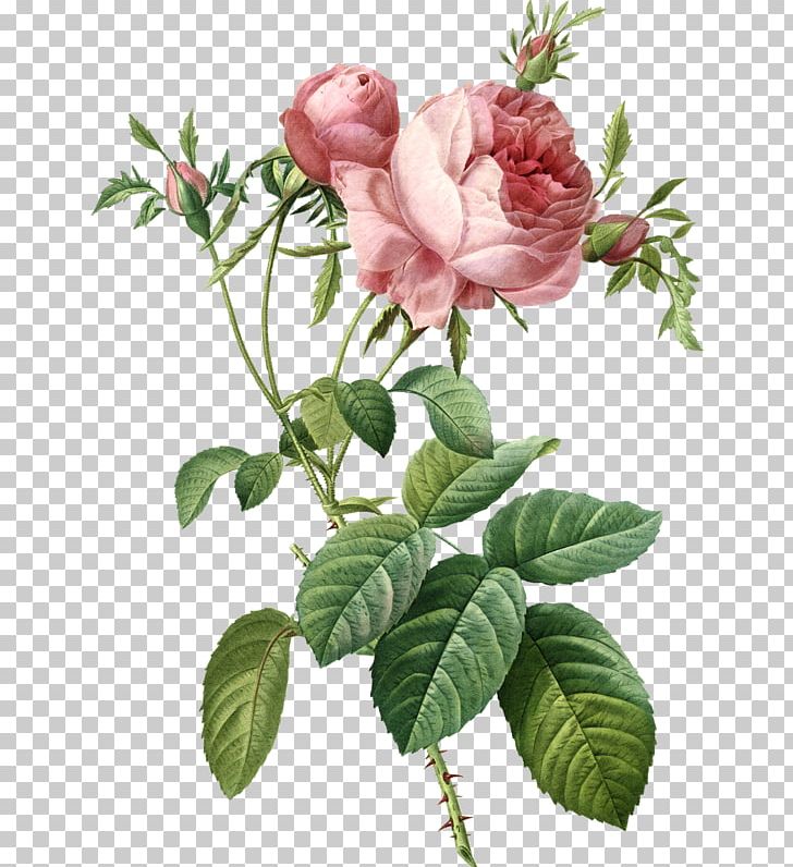 Garden Roses Cabbage Rose Painting Art PNG, Clipart, Art, Botany, Branch, Cabbage Rose, China Rose Free PNG Download