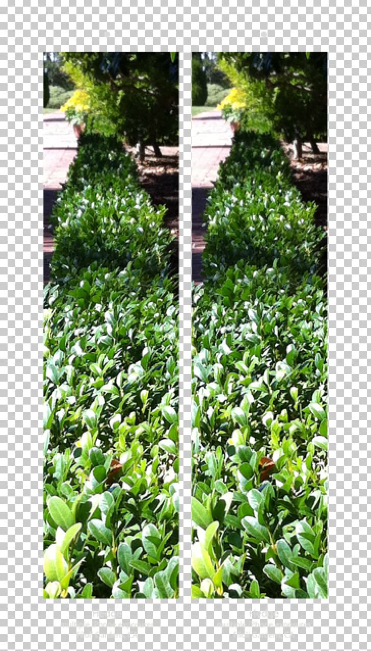 Leaf Garden Groundcover Evergreen Shrub PNG, Clipart, C M C Aquatics, Evergreen, Flower, Garden, Grass Free PNG Download