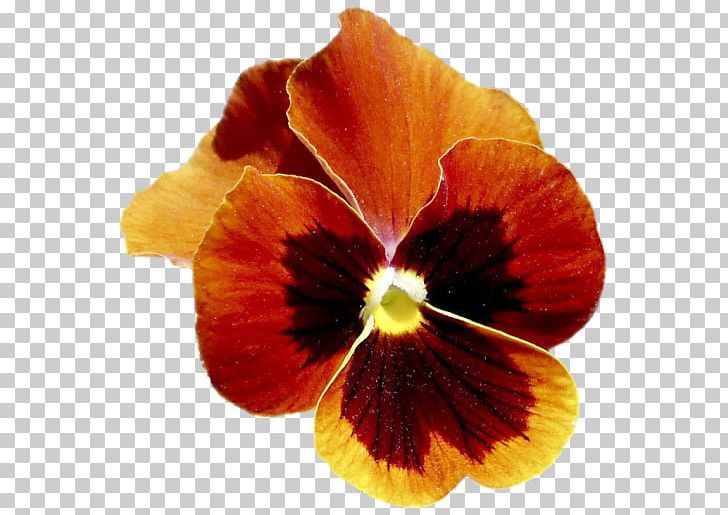 Pansy Close-up PNG, Clipart, Closeup, Flower, Flowering Plant, Miscellaneous, Orange Free PNG Download