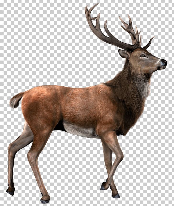 Deer Elk Moose PNG, Clipart, 4 Shared, Animal, Animals, Antler, Deer Free PNG Download