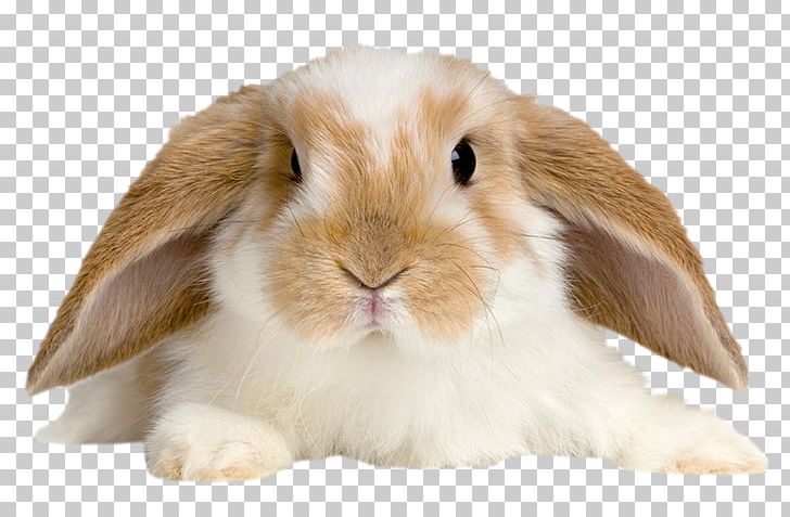 Domestic Rabbit Holland Lop Pet Tan Rabbit PNG, Clipart, All About Rabbits, Animals, Breed, Dwarf Rabbit, Easter Bunny Free PNG Download