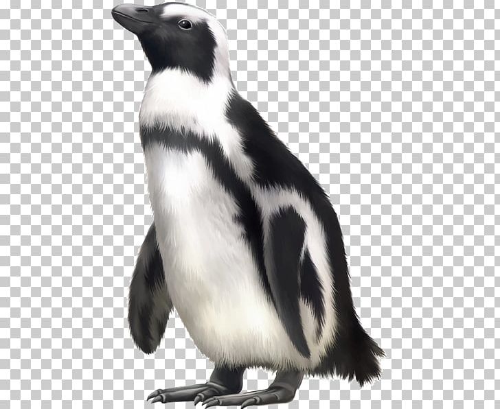 Penguin Harbor Seal PNG, Clipart, Animals, Beak, Bird, Black And White, Carcharhinus Amblyrhynchos Free PNG Download