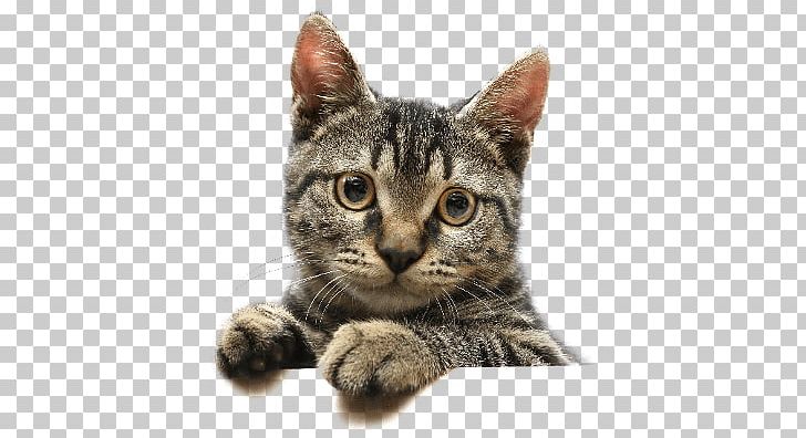 Cute Cat Looking PNG, Clipart, Animals, Cats Free PNG Download