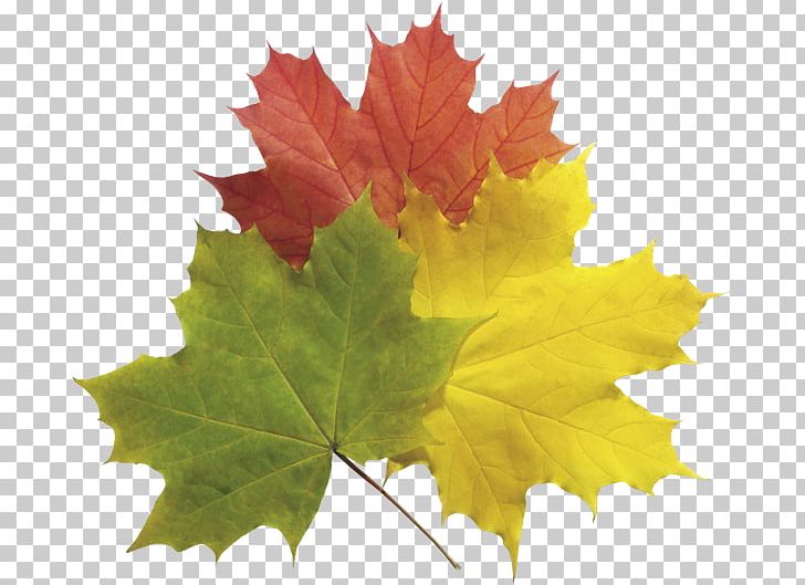 Computer Graphics PNG, Clipart, Autumn, Autumn Leaf Color, Computer Graphics, Download, Gimp Free PNG Download