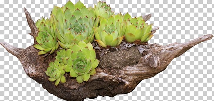 Flowerpot PNG, Clipart, Flowerpot, Grass, Others, Plant, Succulent Free PNG Download