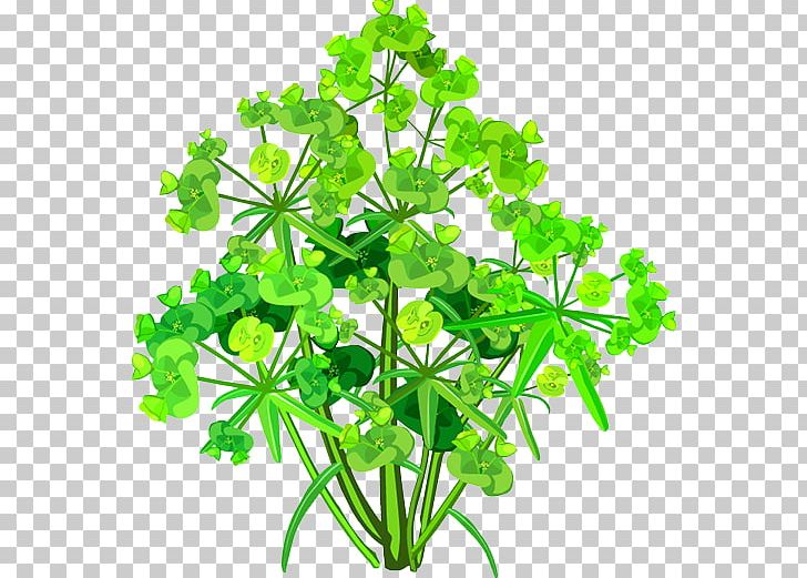 Parsley Plant Stem Leaf Flower PNG, Clipart, Beautiful, Decoration, Flower, Flowering Plant, Food Drinks Free PNG Download