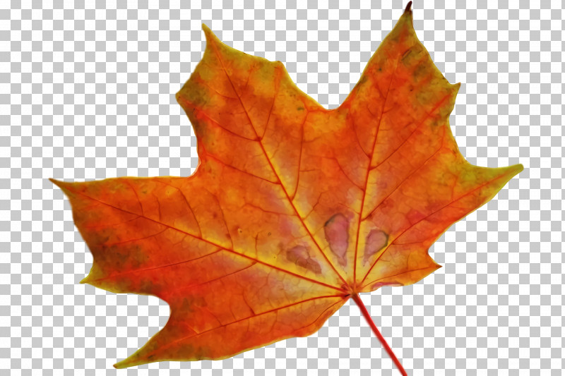 Maple Leaf PNG, Clipart, Autumn, Biology, Leaf, Maple, Maple Leaf Free PNG Download