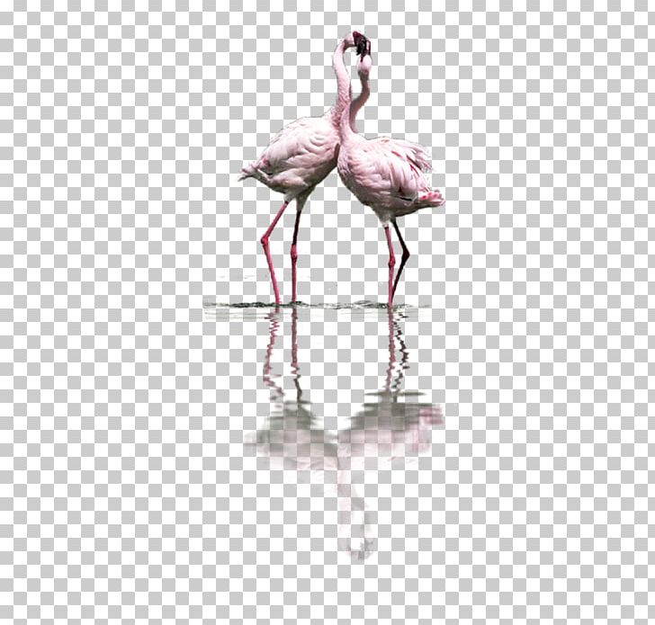 Bird Flamingos Greater Flamingo PNG, Clipart, Animals, Beak, Bird, Ciconiiformes, Clip Free PNG Download