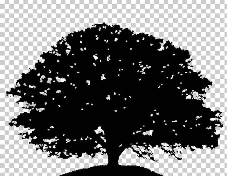 Oak Tree Silhouette Drawing PNG, Clipart, Acorn, Art, Black, Black And White, Branch Free PNG Download