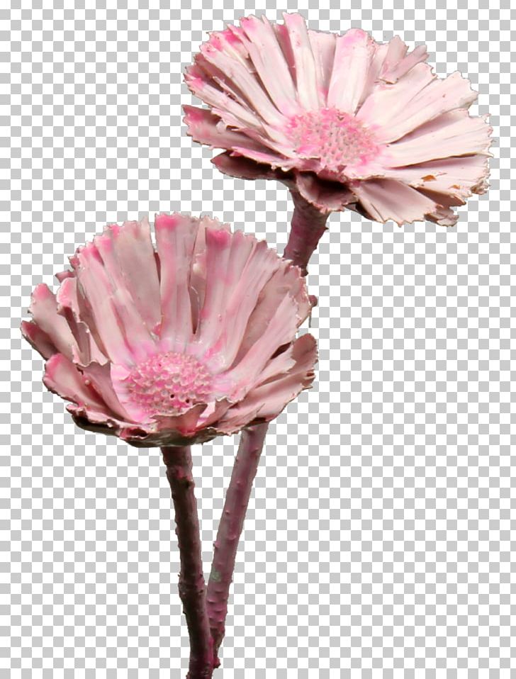 Sugarbushes Cut Flowers Protea Repens Intercity-Express Yellow PNG, Clipart, Com, Cone Cell, Cut Flowers, Flower, Flowering Plant Free PNG Download