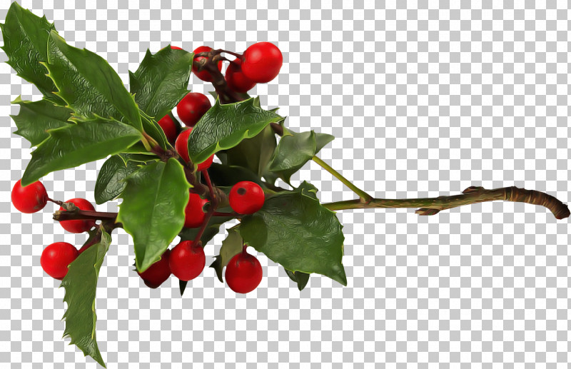 Holly PNG, Clipart, Acerola Family, American Holly, Berry, Branch, Buffaloberries Free PNG Download