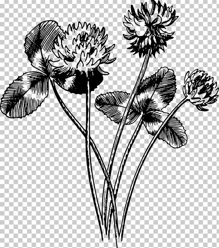 Drawing Black And White Four-leaf Clover Art PNG, Clipart, Anemone, Art, Black And White, Clover, Cut Flowers Free PNG Download