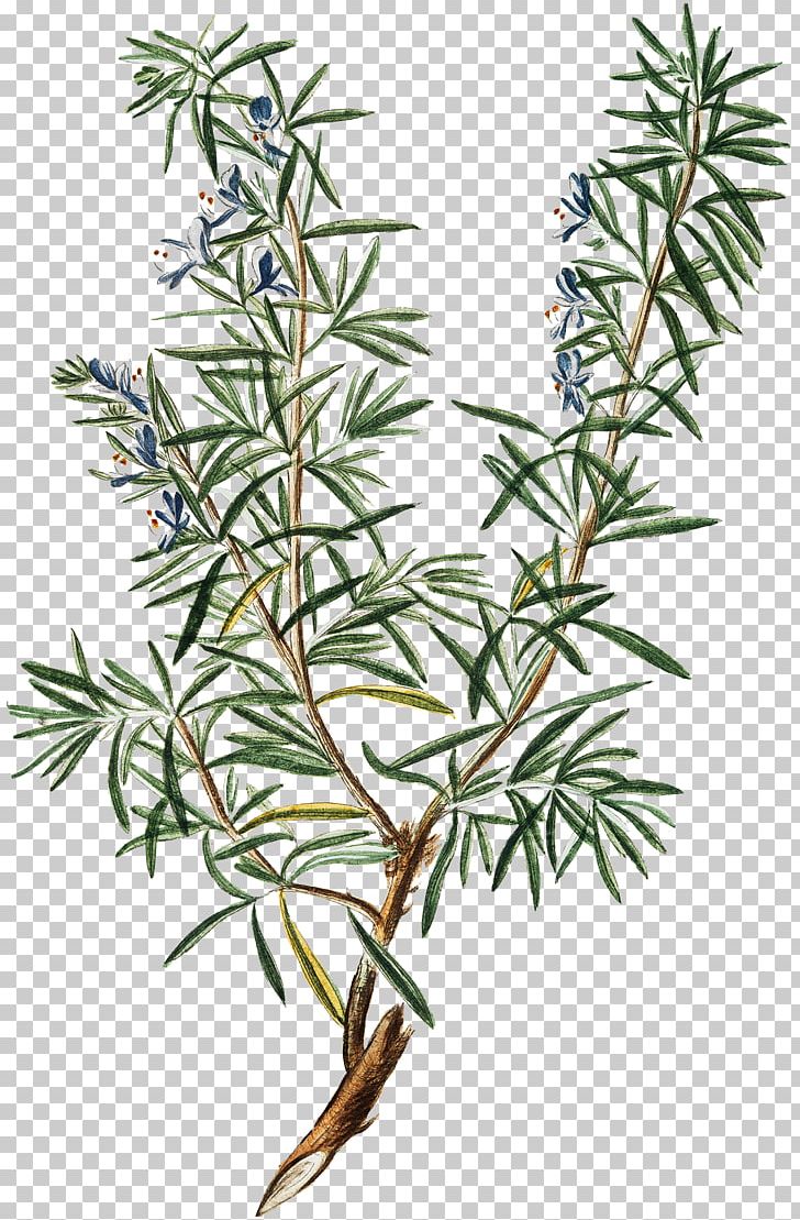 Herb Farm Rosemary Pianta Aromatica Herbes De Provence PNG, Clipart, Branch, Craft, Garden State Plaza Boulevard, Herb, Herbes De Provence Free PNG Download