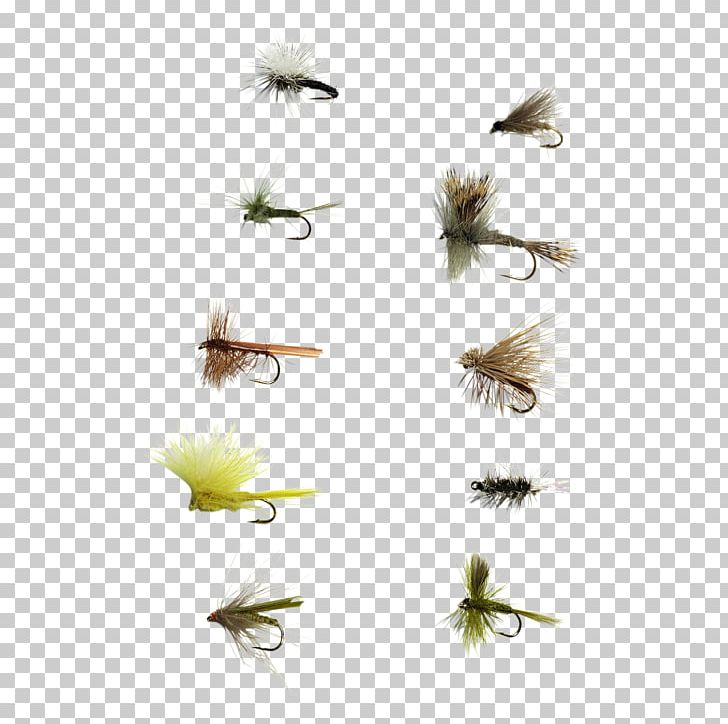 Insect Membrane PNG, Clipart, Animals, Dry, Fly, Grass, Insect Free PNG Download