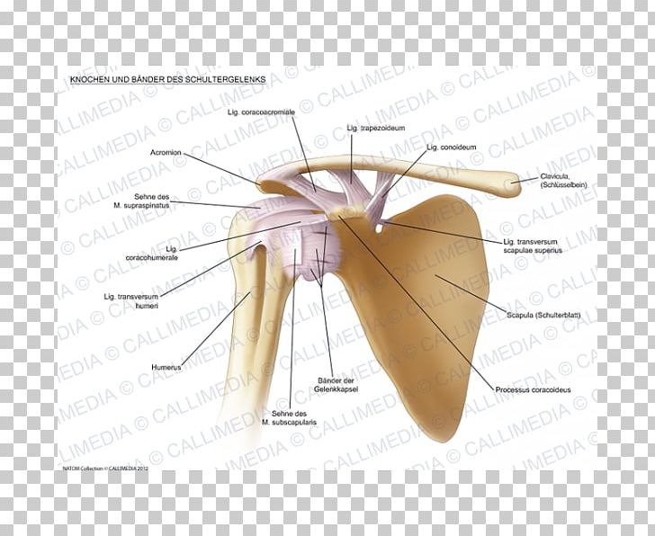 Joint Shoulder Ligament Anatomy Bone PNG, Clipart, Anatomy, Angle, Bone, Carpal Bones, Coracohumeral Ligament Free PNG Download
