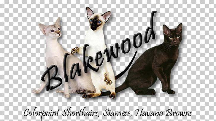 Kitten Siamese Cat Domestic Short-haired Cat Havana Brown Cat Show PNG, Clipart,  Free PNG Download