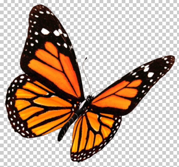Monarch Butterfly Insect Swallowtail Butterfly PNG, Clipart, Arthropod, Black Swallowtail, Brush Footed Butterfly, Butterflies And Moths, Butterfly Free PNG Download