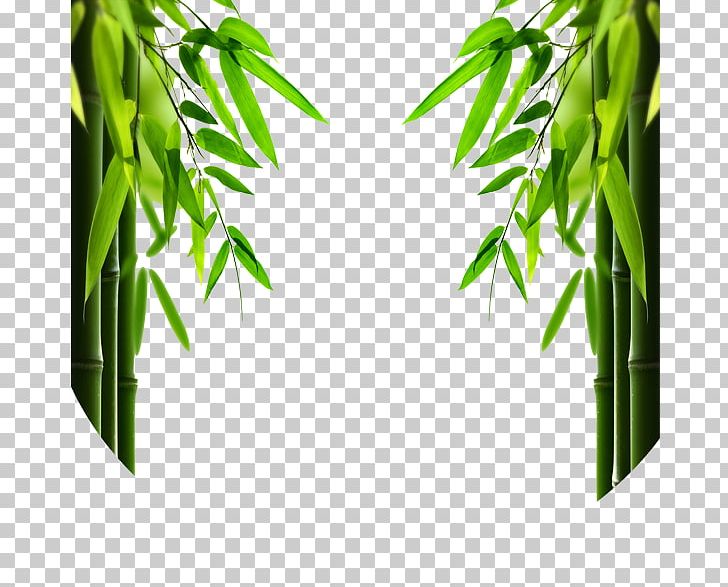 Speed Nut Foot Price Alibaba Group PNG, Clipart, Alibaba Group, Bam, Bamboo Frame, Bamboo Leaf, Bamboo Leaves Free PNG Download