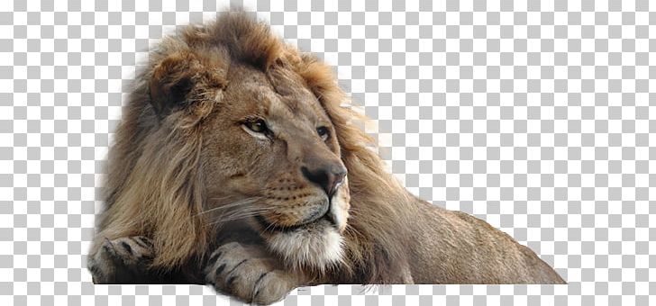 Lion PNG, Clipart, Lion Free PNG Download