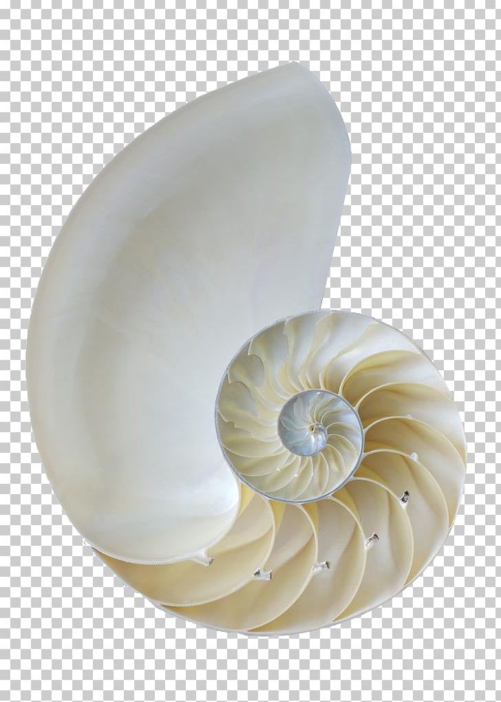 Nautilidae Orthogastropoda Seashell Sea Snail PNG, Clipart, Background White, Beach, Black White, Conch, Gastropods Free PNG Download