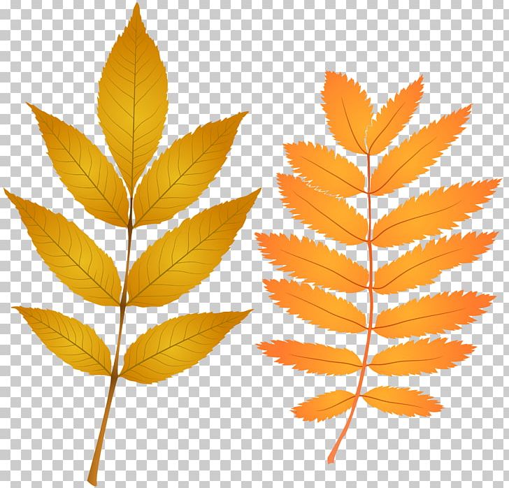 Autumn Leaf Color PNG, Clipart, Art, Art Museum, Autumn, Autumn Leaf Color, Branch Free PNG Download