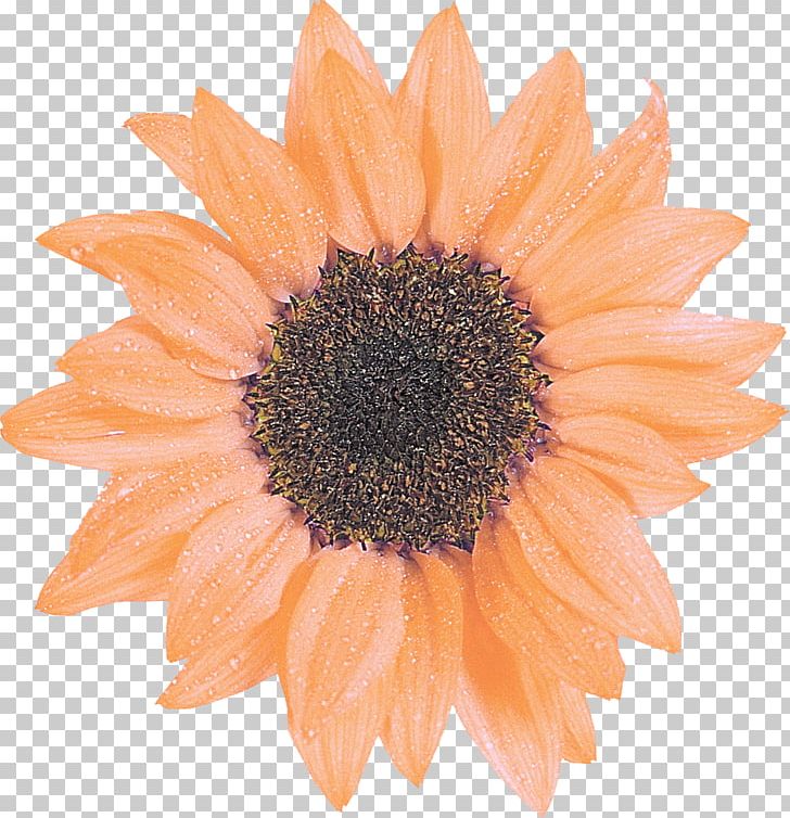 Common Sunflower Daisy Family PNG, Clipart, Common Sunflower, Cut Flowers, Daisy Family, Flower, Flowering Plant Free PNG Download